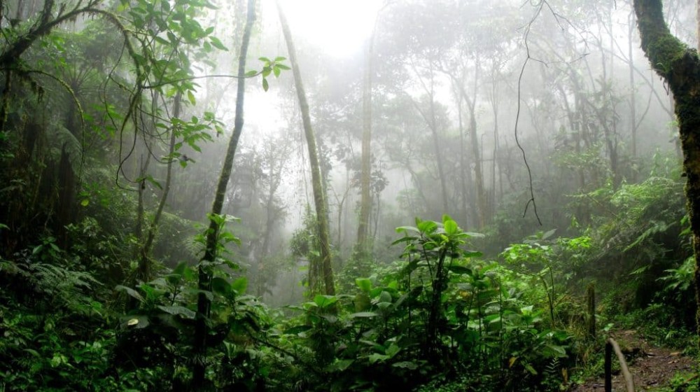 Exploring the Biodiversity Wonderland: Carara National Park in Costa Rica
