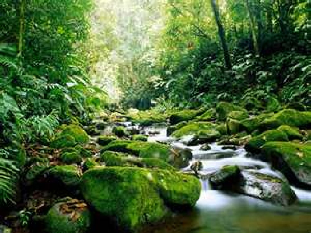 Discover the Natural Splendor of Carara National Park Near Jacó