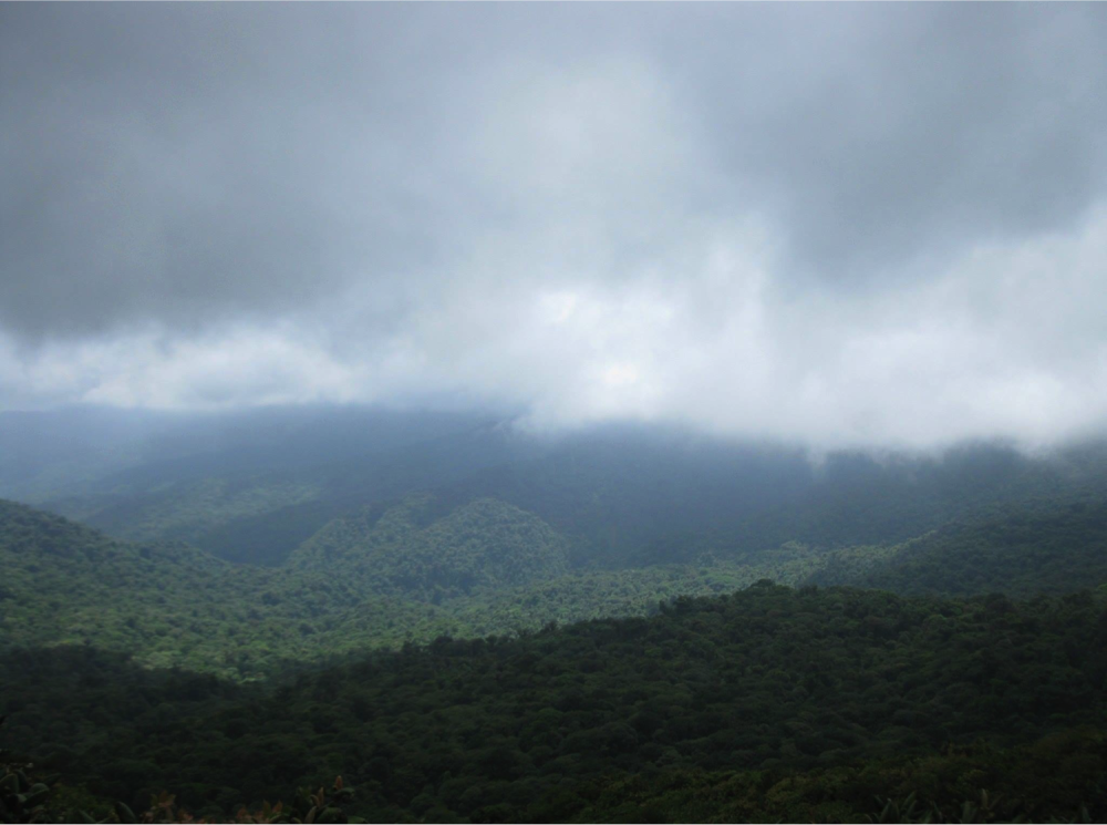 Bring a Raincoat or Waterproof Jacket: Embrace Monteverde's Misty Cloud Forests and Be Prepared for Rain Showers