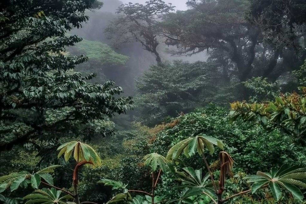 Stay Bite-Free and Unleash Your Adventurous Spirit: Pack Insect Repellent for Your Rainforest Journey!