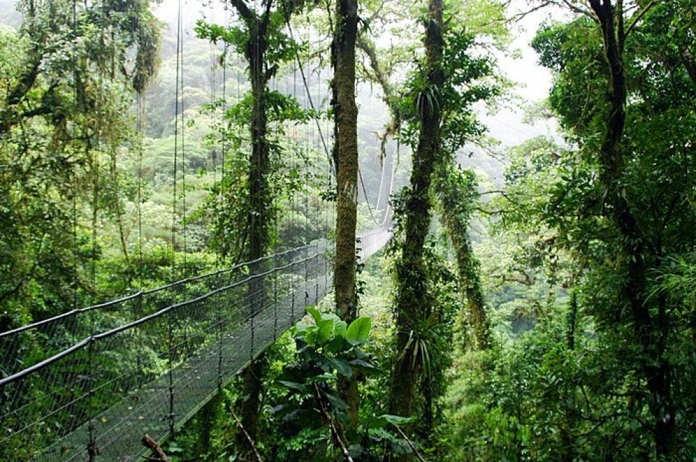 Embark on a Journey of Wonder: Monteverde Cloud Forest Reserve Beckons Nature Enthusiasts!