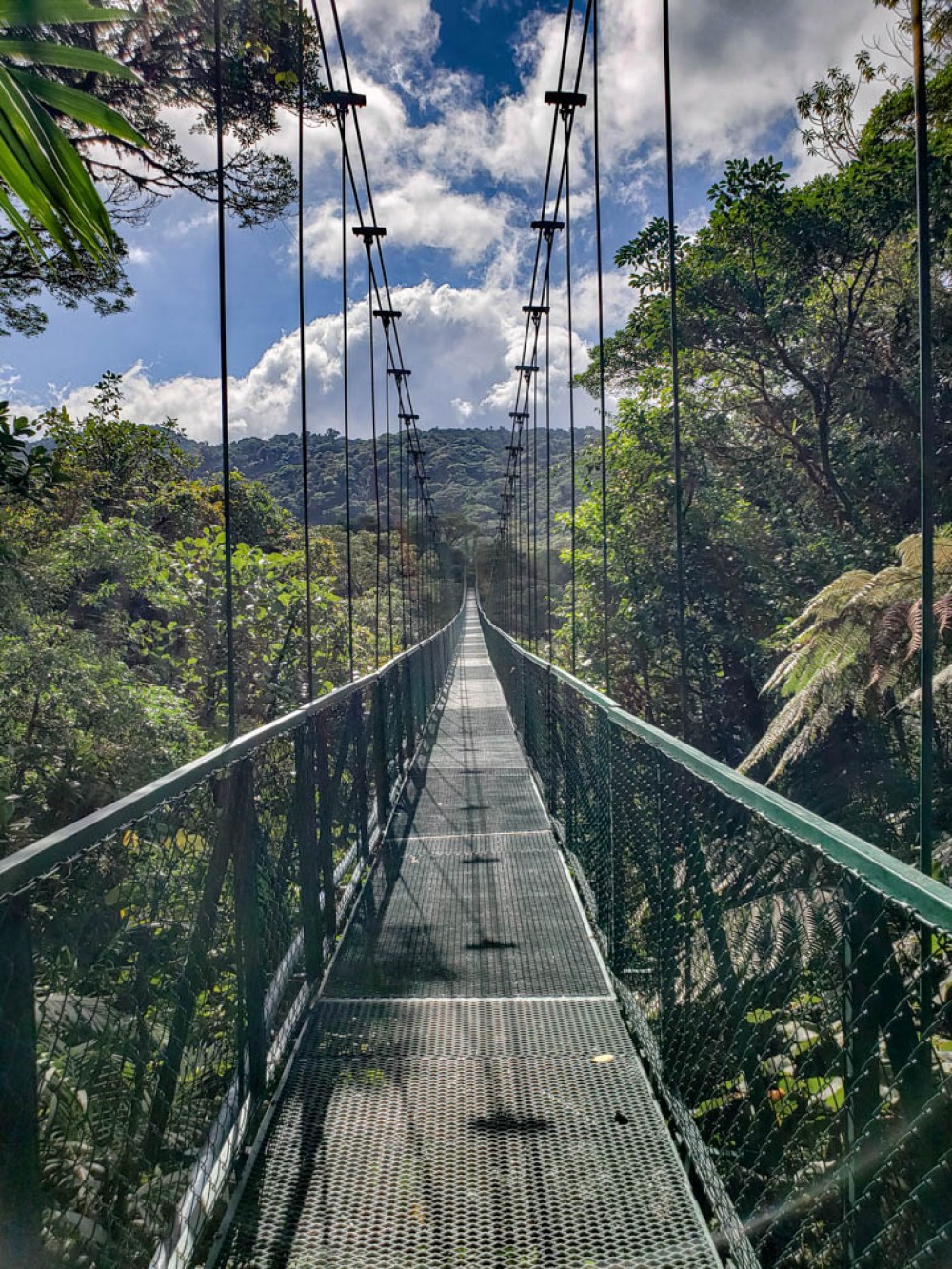 Elevate Your Monteverde Adventure: Traverse the Enchanting Hanging Bridges for a Closer Encounter with Nature's Wonders!