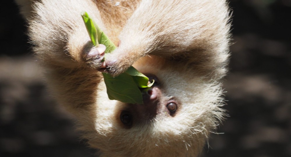 A Sanctuary of Second Chances: Tree of Life Wildlife Rescue Center Unveils the Remarkable World of Rescued and Rehabilitated Wildlife