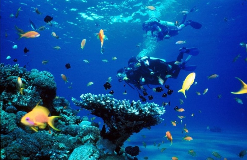 Dive into the Vibrant Underwater World - Snorkeling and Scuba Diving in Costa Rica