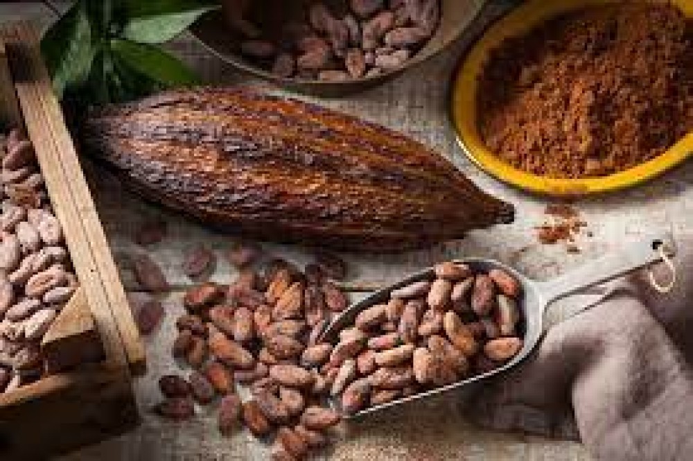 Cacao Trails: A Fascinating Journey into Costa Rica's Cacao Culture