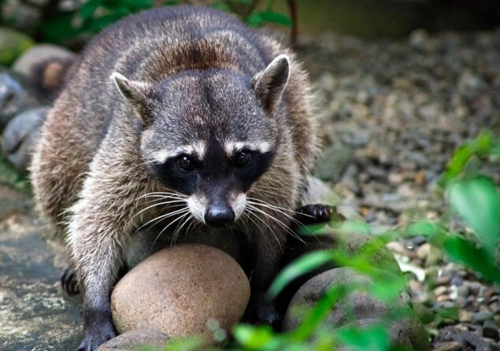 Alturas Wildlife Sanctuary: Where Wildlife Rescues Lead to Heartwarming Encounters