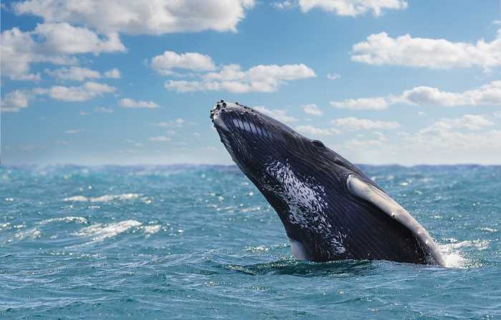 Whale Watching Tours: A Spectacular Encounter with Graceful Humpback Whales