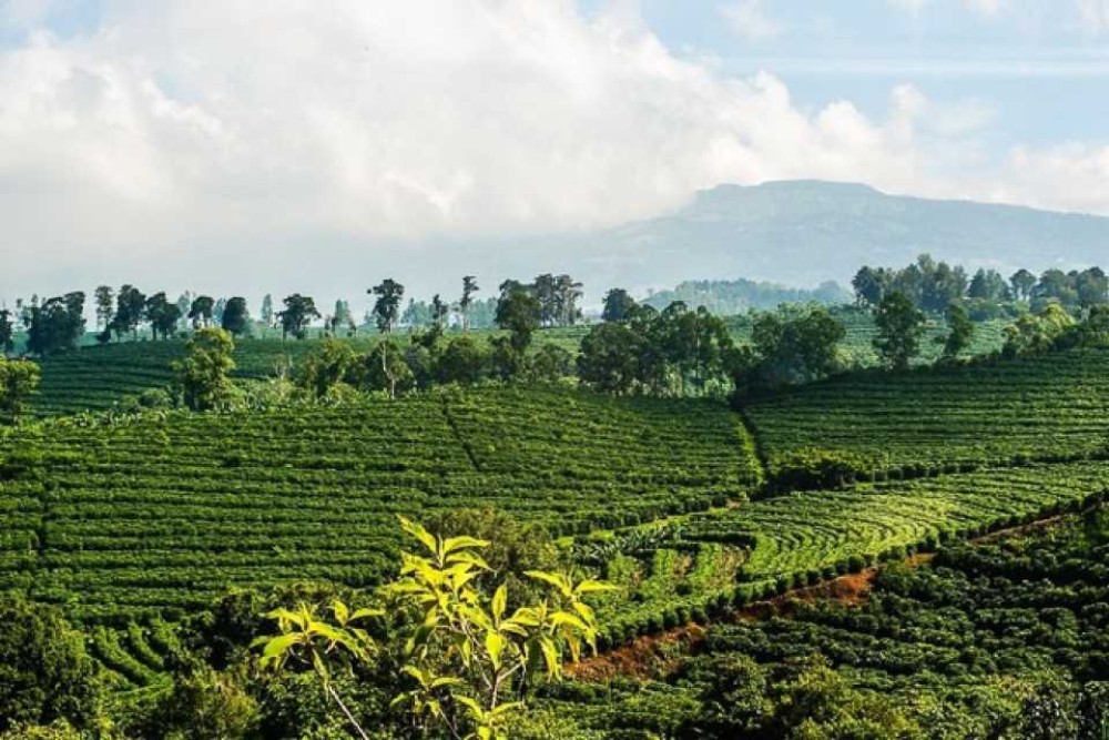 Unveil the Art of Coffee at Doka Coffee Estate: A Journey of Aromatic Delights in Costa Rica
