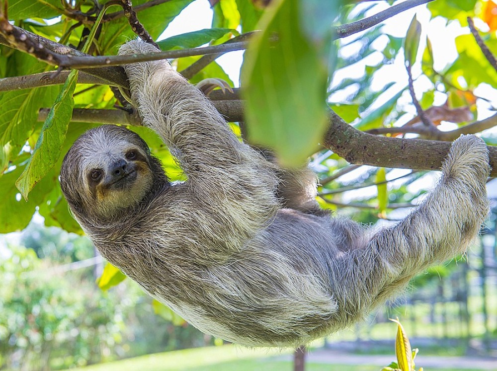 Discover the Enchanting World of Zoo Ave: A Wildlife Sanctuary and Haven for Costa Rican Fauna