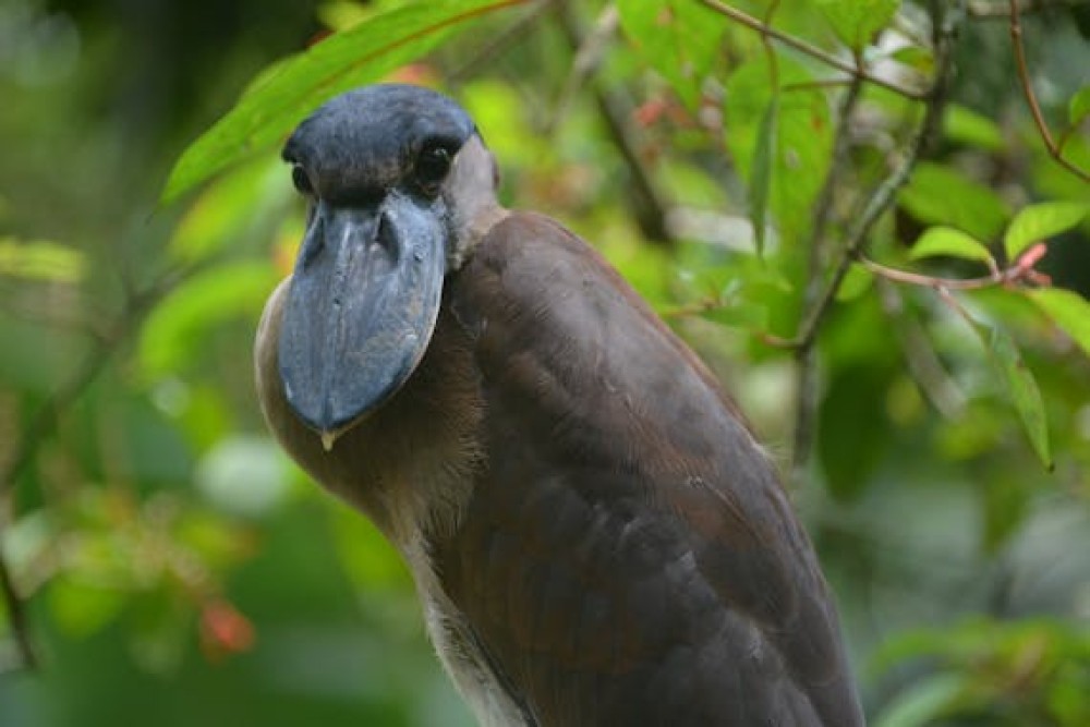 Proyecto Asis: Embrace the Call of Wildlife Conservation in Costa Rica