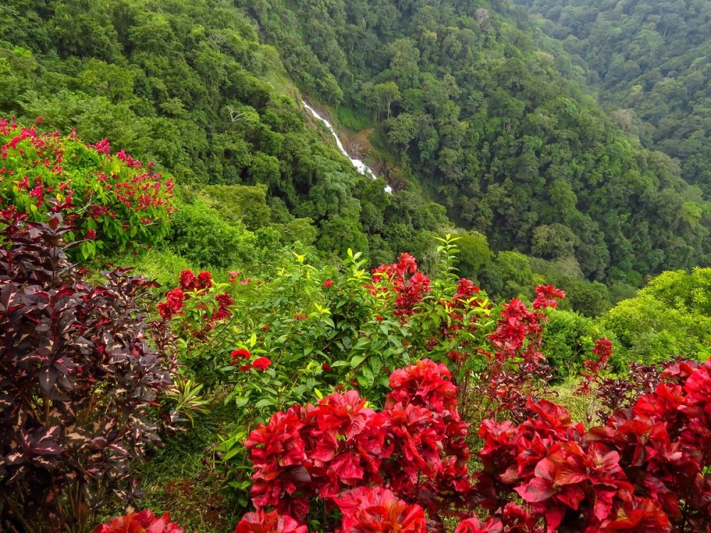 Pura Vida Gardens and Waterfalls: A Botanical Haven of Tranquility
