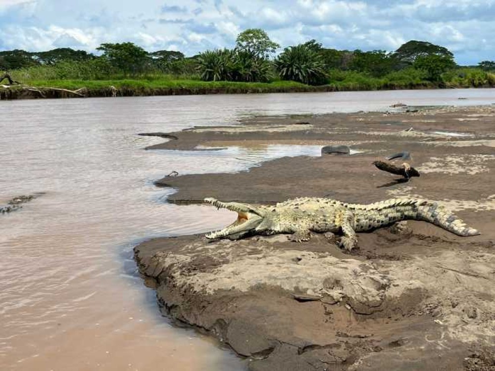 Tárcoles River: A Wildlife Expedition into Costa Rica's Natural Splendor