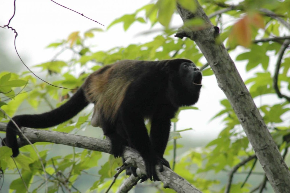 A Tropical Adventure: Monkey Mangrove Tour in Costa Rica