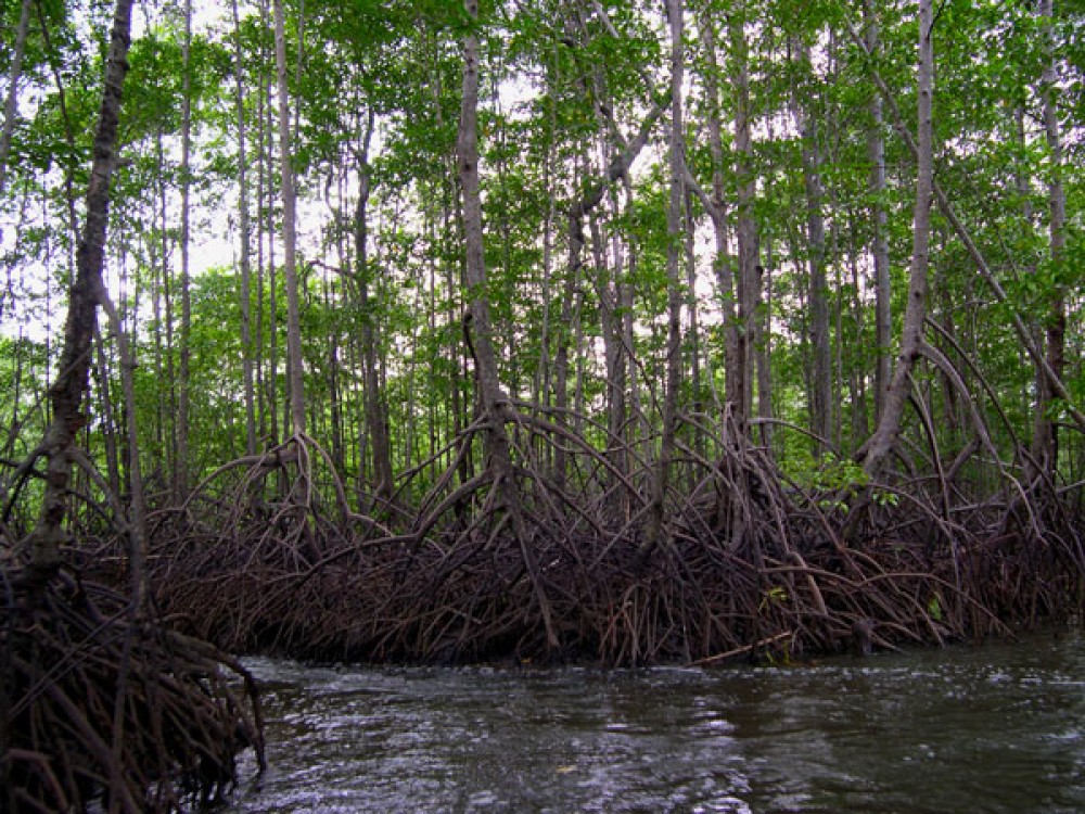 Exploring the Enchanting Drake Bay Mangroves: A Kayaking Adventure