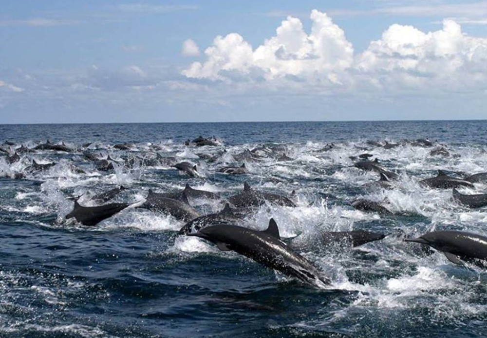 A Captivating Adventure: Dolphin and Whale Watching in Drake Bay