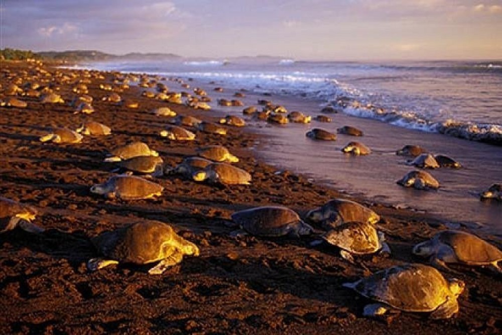 Camaronal Beach: A Tranquil Haven for Turtle Conservation